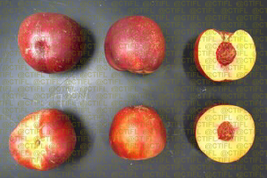 Fiches variétales Pêches Nectarines - Variété Nefertiti, nectarine à chair jaune (coupe)